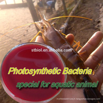 PHOTOSYNTHETIC BACTERIA (PSB)/feed additives/FEED PROBIOTICS